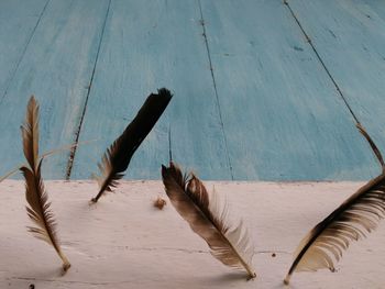 View of feather against wall