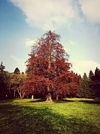 Trees on grassy field