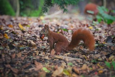 Squirrel on field in forest