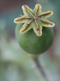 Close-up of fruit