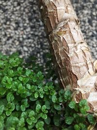 Close-up of lizard on tree trunk