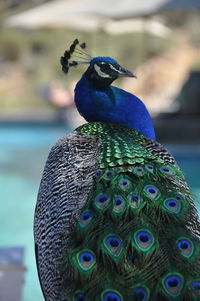 Close-up of peacock perching outdoors