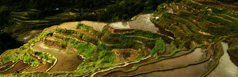 High angle view of trees on landscape