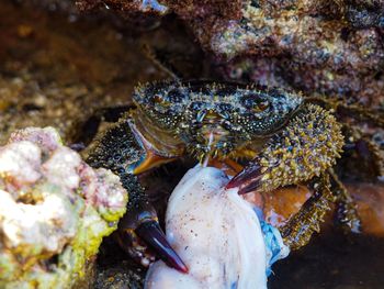 Close-up of crab in sea