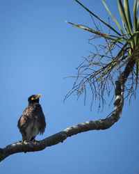 Low angle view of bird perching on branch against sky