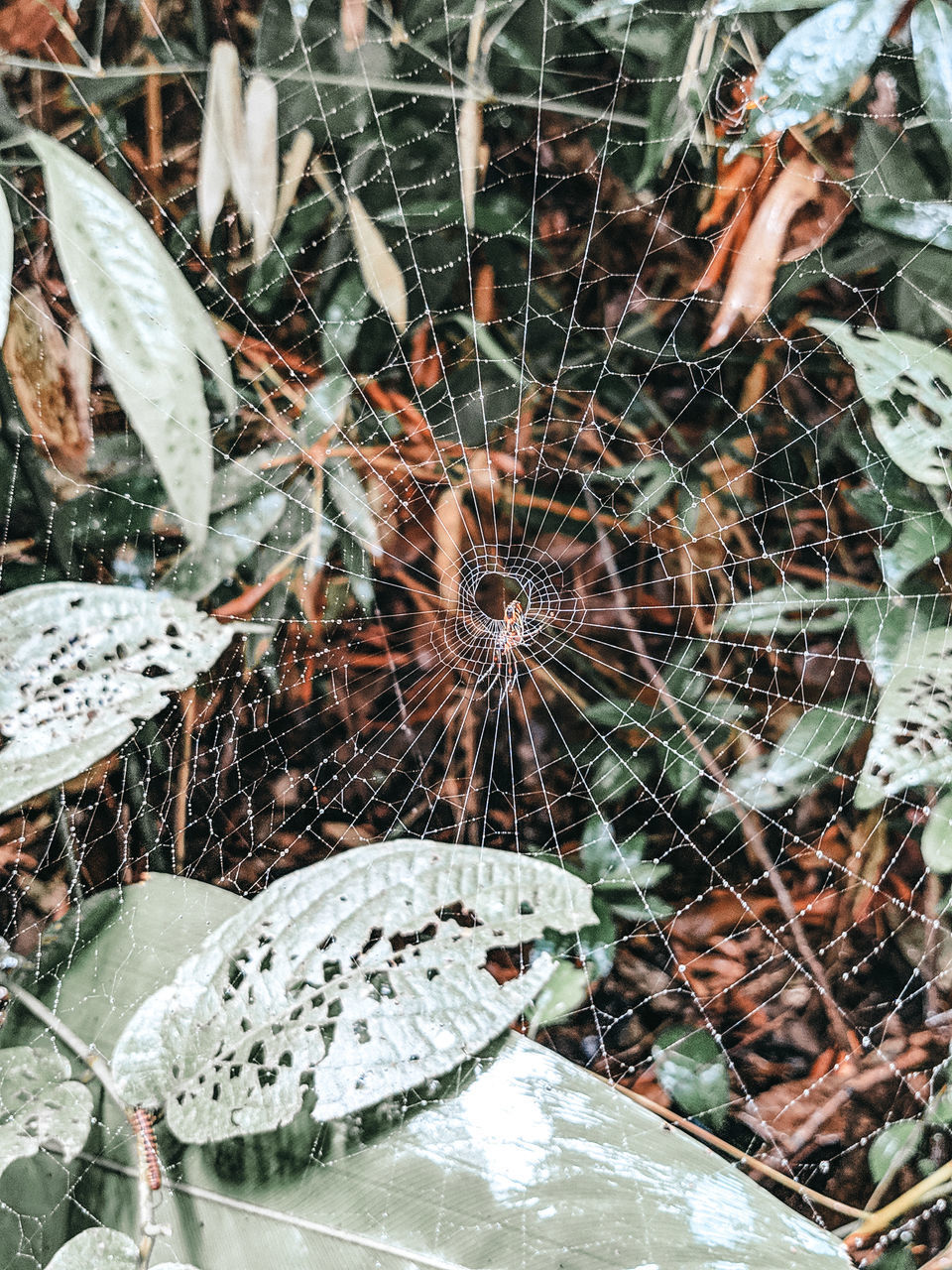 HIGH ANGLE VIEW OF WET SPIDER WEB ON RAINY DAY