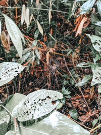 High angle view of raindrops on spider web