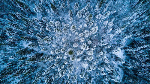 Full frame shot of snow covered trees