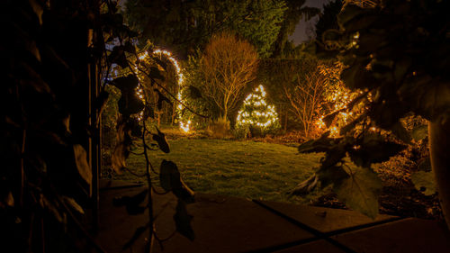 View of trees at night