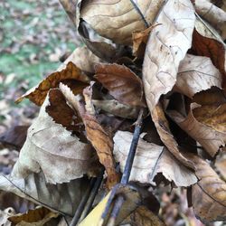 Close-up of leaves