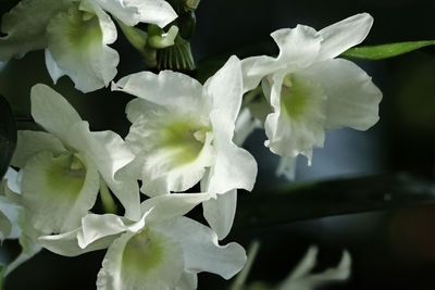 Close-up of white flowering plant