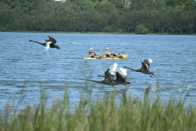 Black swans flying near men boating in lake illawarra