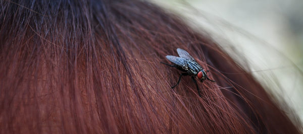 Close-up of housefly