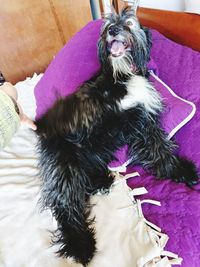 High angle view of dog resting on bed