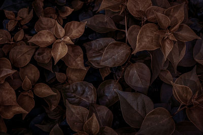 Full frame shot of dried leaves