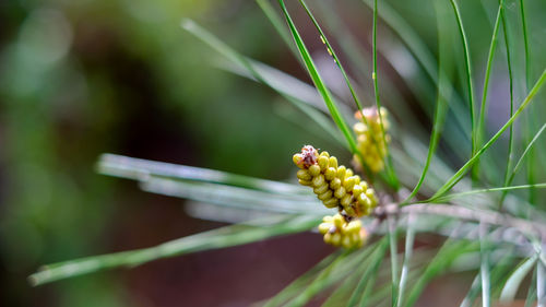 Close-up of yellow flowering plant