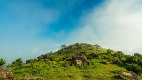 Scenic view of trees against sky