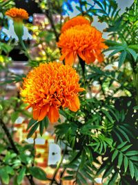 Close-up of orange flowers blooming outdoors