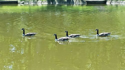 Ducks swimming in lake