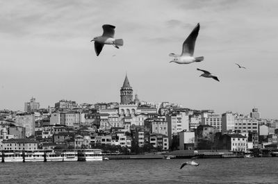 Seagulls flying over buildings in city