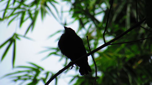 Bird perching on tree trunk