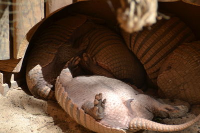 Close-up of animals relaxing outdoors