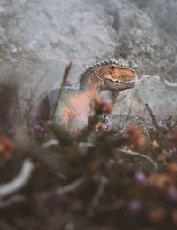 High angle view of lizard on land
