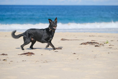 View of dog on beach