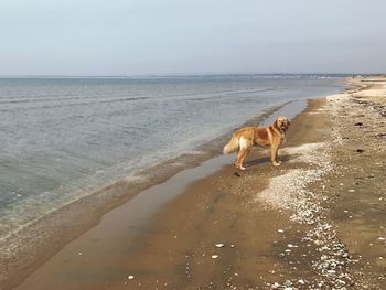 Dog at beach against sky