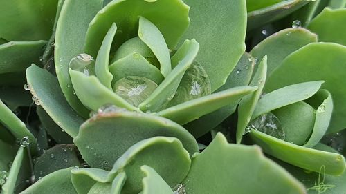 Full frame shot of succulent plant