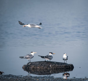 Seagulls flying over lake