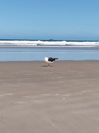 Seagulls on beach