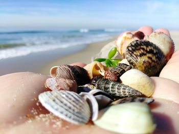 Close-up of shells on beach