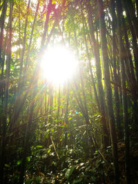 Sunlight streaming through trees in forest