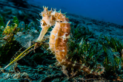 Close-up of fish swimming in sea