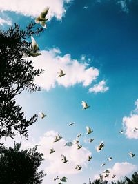 Low angle view of birds flying against sky