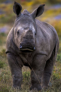 Close-up of animal on field