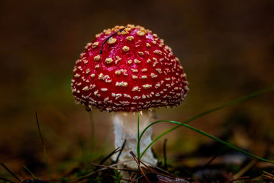 Close-up of fly agaric mushroom on field