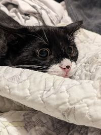 Portrait of cat relaxing on bed at home