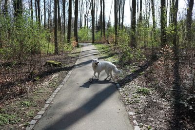 View of dog on road amidst trees