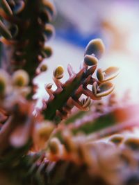 Macro shot of plants 