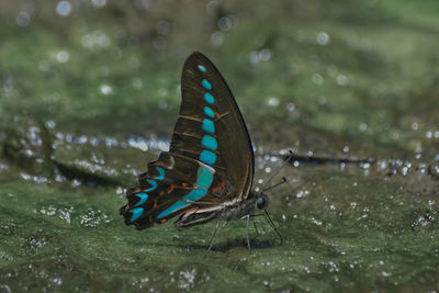 Close-up of butterfly on moss