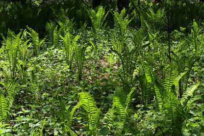 Close-up of green leaves in forest