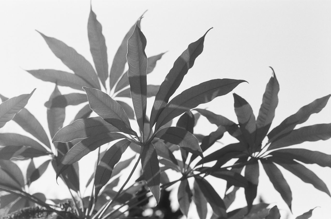 CLOSE-UP OF PLANT LEAVES AGAINST SKY