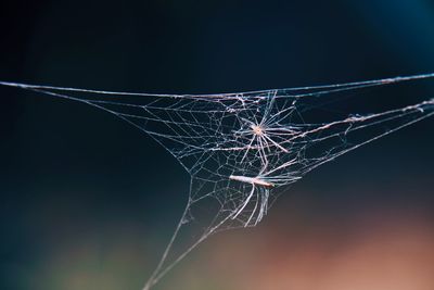 Close-up of spider web