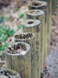 Close-up of plants