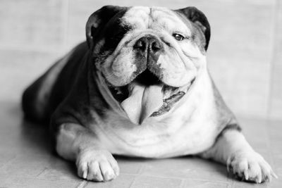 Portrait of dog lying on floor at home