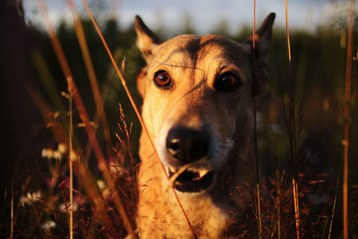 Close-up portrait of dog on field