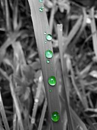 Close-up view of grass