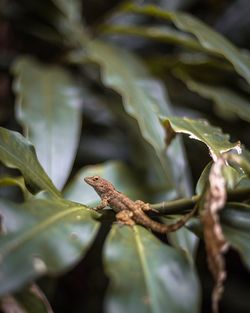 Close-up of lizard on leaves